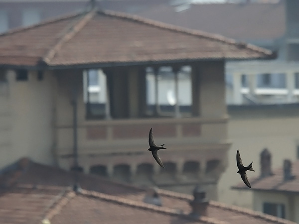Tervapääsky, Common Swift, Apus apus